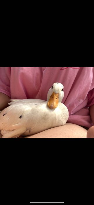 Vand pereche rate olandeze pitice