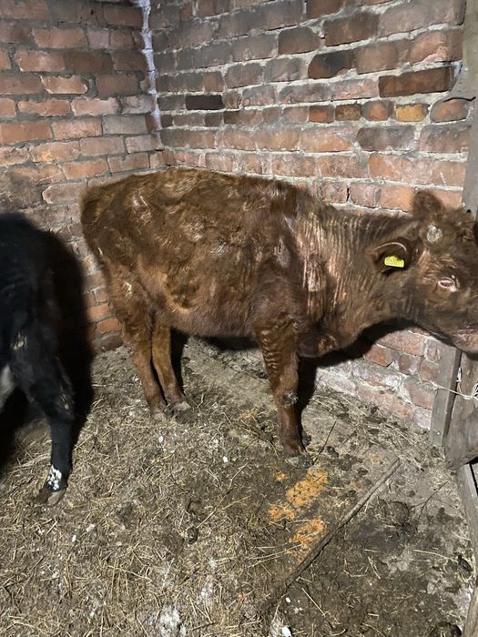 Продам 2 бычка на доращивание