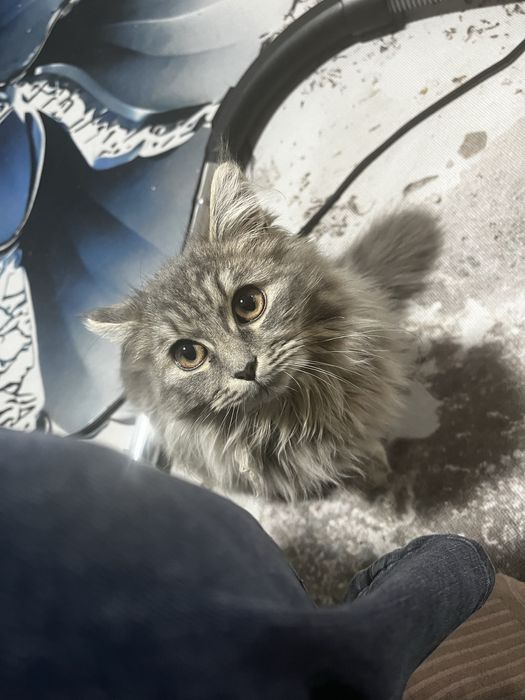 Кошечки ищут дом