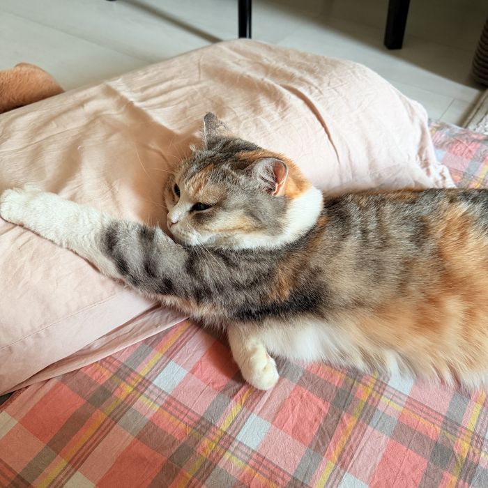 Кошка Аврора домашняя
