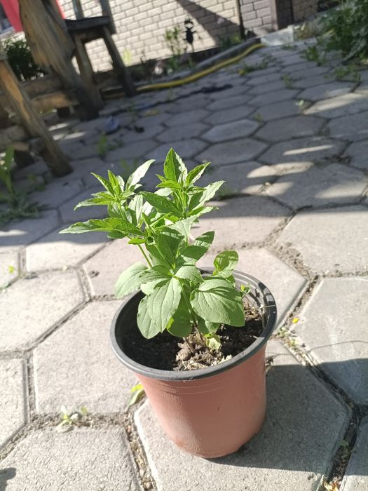 Продам клематис белый