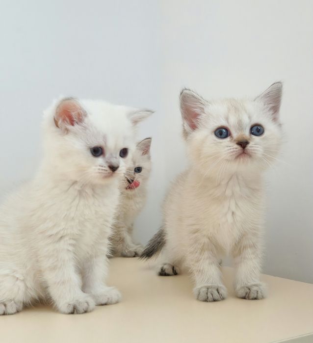 британские котята
