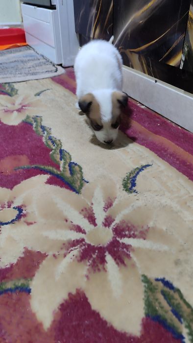 Отдам щенка в добрые руки