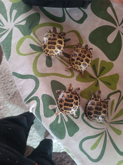 Черепашки тошбака