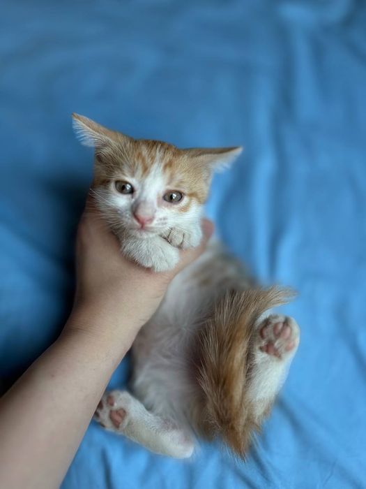 Котята бесплатно