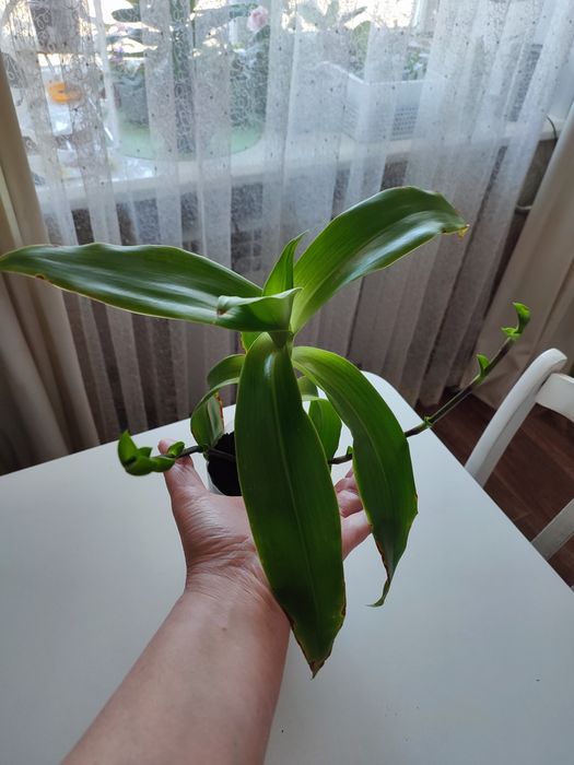 Золотой ус лечебный.