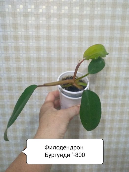 Сциндапсус, Филодендрон