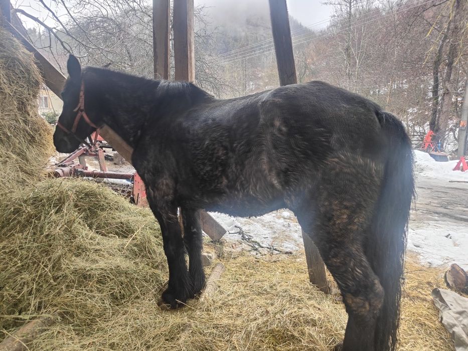 Vând cal foarte cuminte