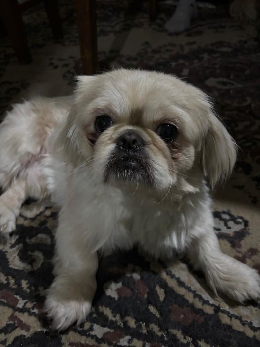 Животные собаки..