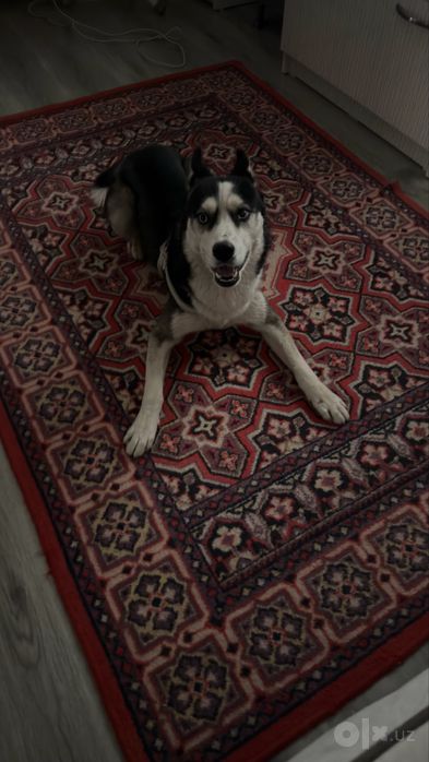 Husky it sotiladi
