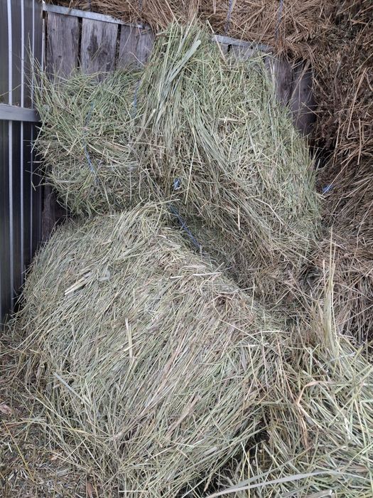 Vând baloti de fân