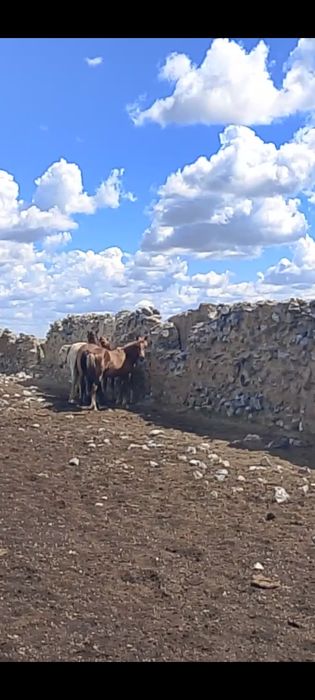 Еркек тайлар 3 бас