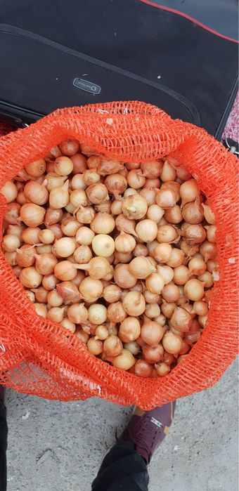 VAND ARPAGIC STUTTGARTER RIESEN 14/17 // 14/21 // 17/21 // 10/21