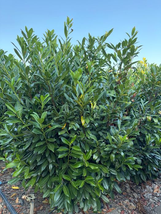 Prunus Laurocerasus Caucasica - veșnic verde