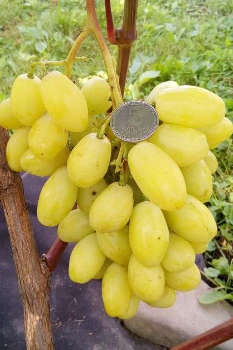 Виноградные саженцы и черенки аватар,гелиадор и бананас