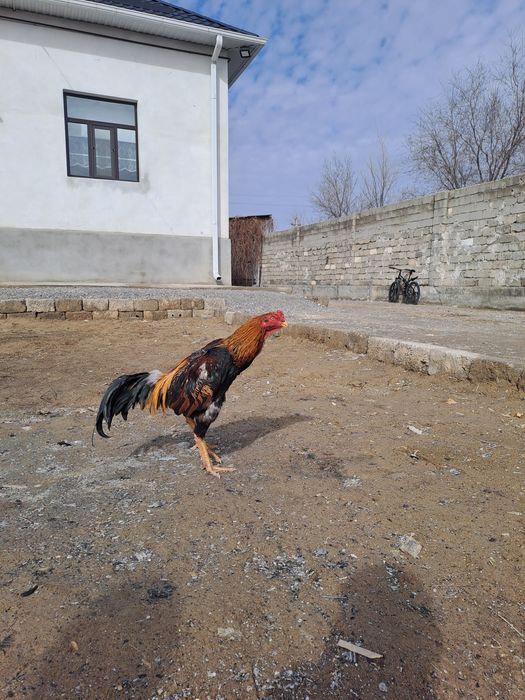 Дакан ата кораз.                                                    .