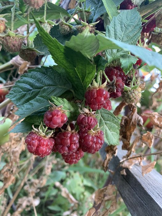 Малина ремонтантная