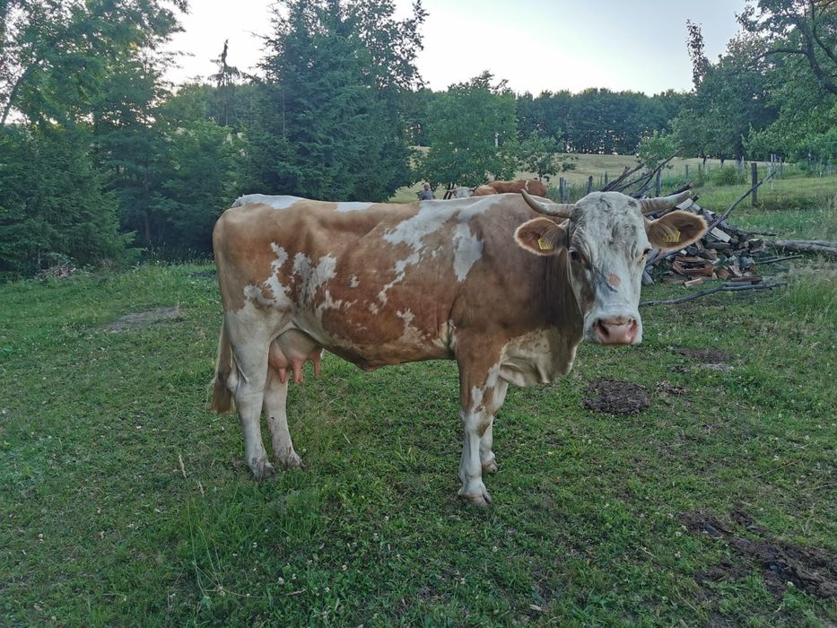 Vaca de lapte 8 ani,