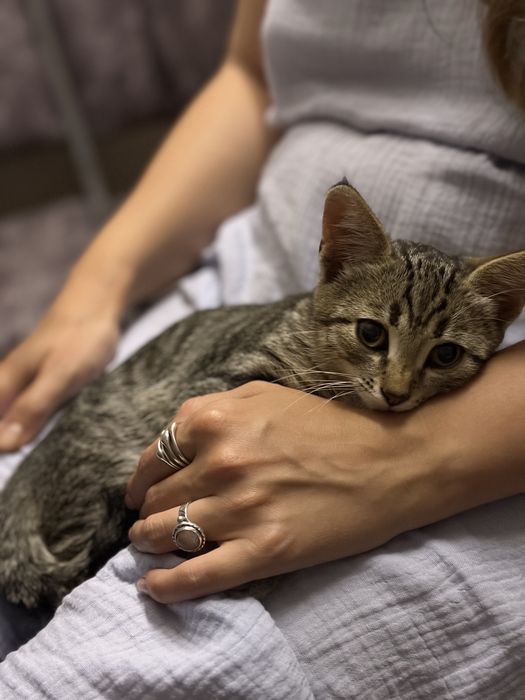 Отдам котёнка девочка