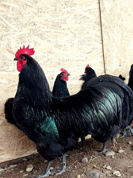 Oua de incubat Australorp negru