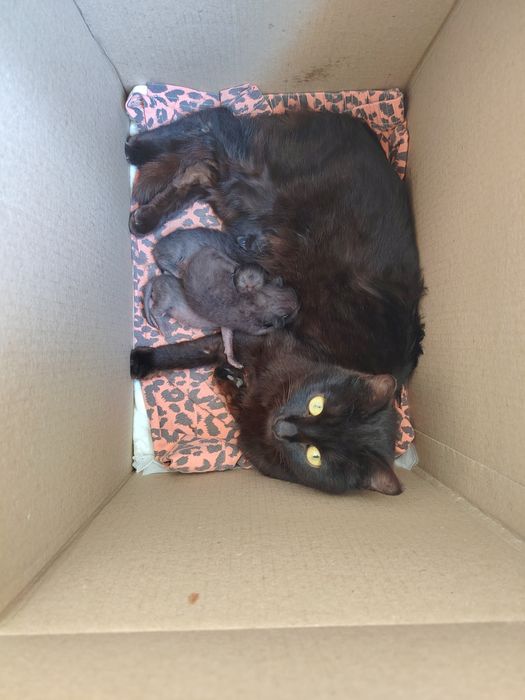 Здравствуйте! Нужна срочная помощь. Уличная кошка родила 3 котят