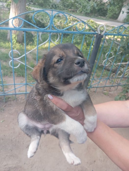 Собачки ищут дом