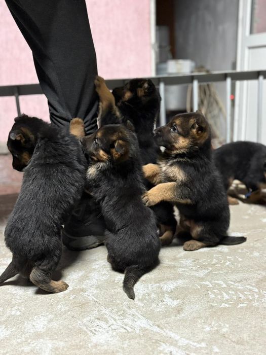 Немецкая овчарка (щенки)