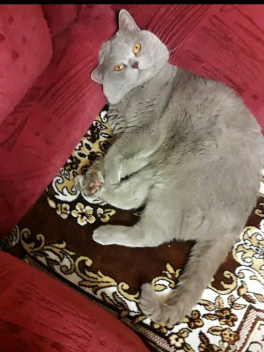 Британец для вязки за 1 котенка.