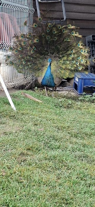 Pauni pereche fac 3 ani