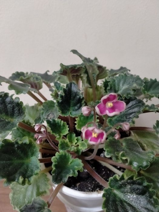 Продам    фиалку