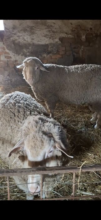 Oi merinos de cluj.