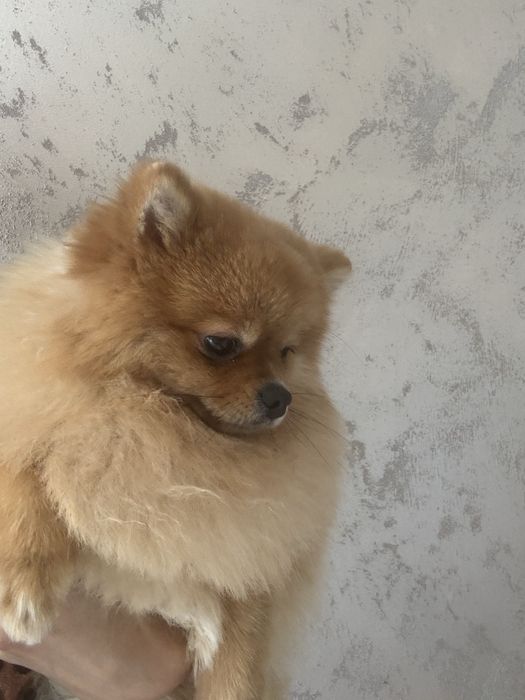 Померан с чип и всички ваксини