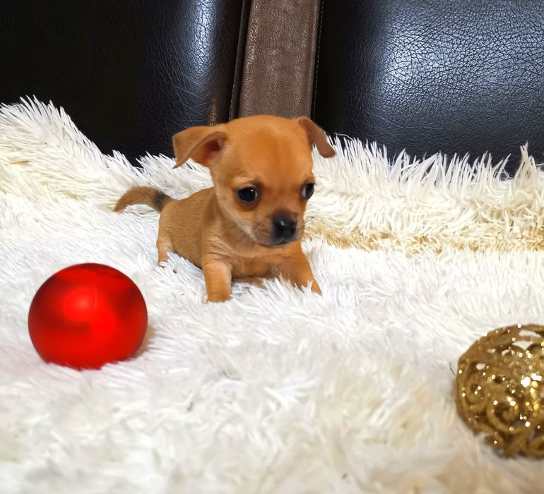 Чихуахуа! - мъжко