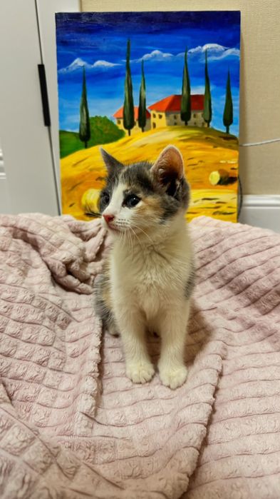 Отдам котят в добрые руки