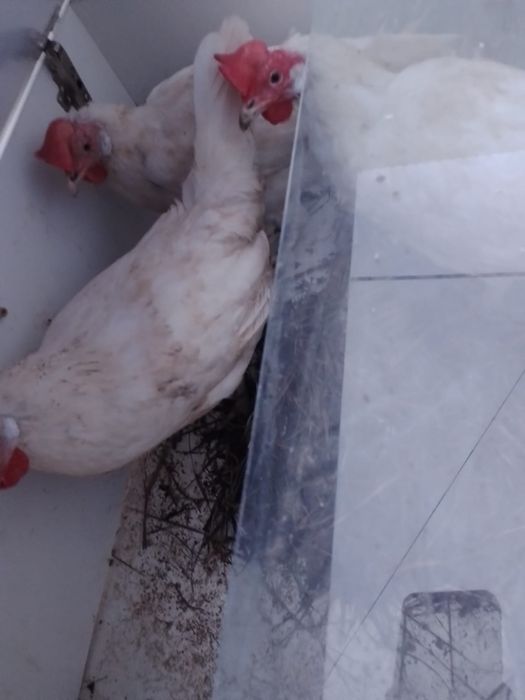 Тауык сатылады. ..