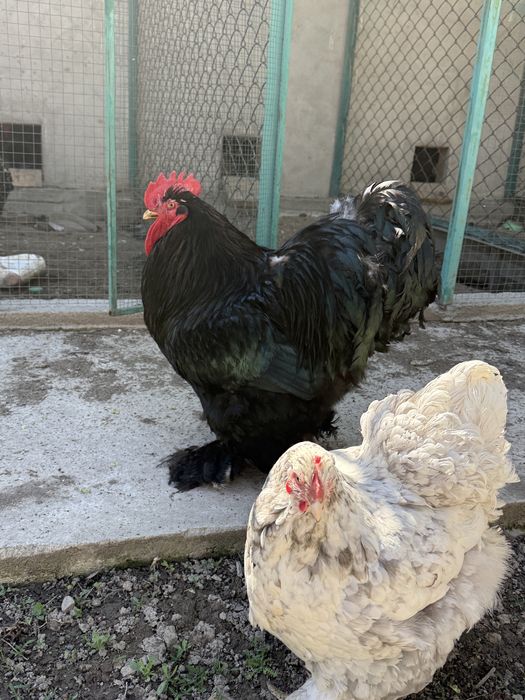 Кохинхин петух черный