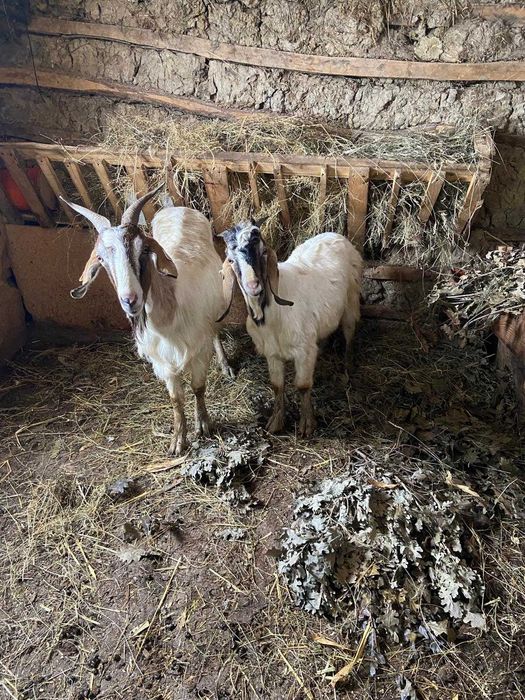 Vand 2 capre si 2 tapi ( anglonumbian si alpin)