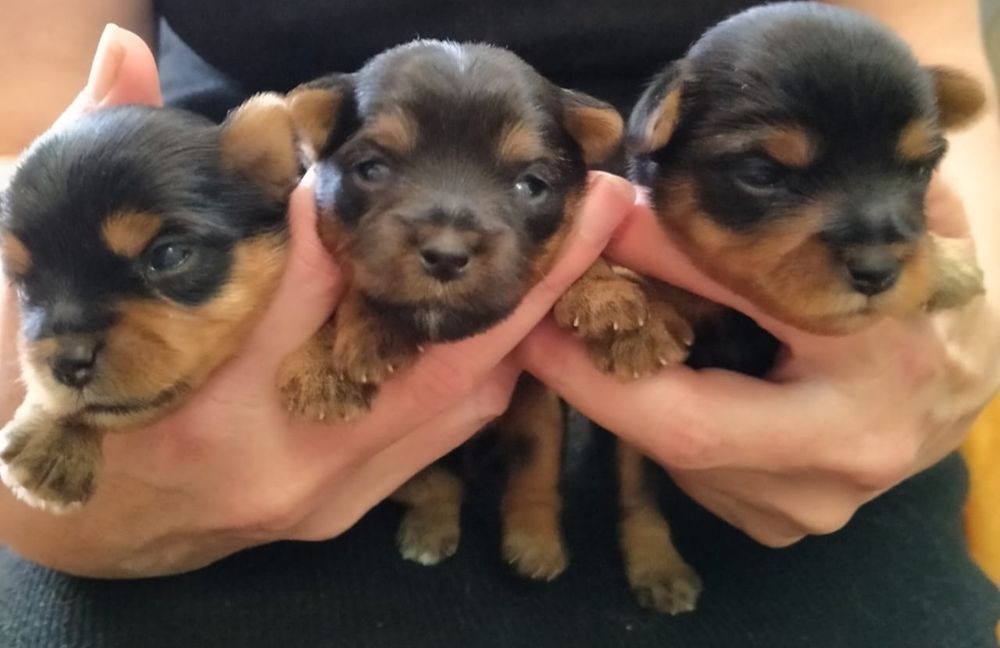 Йоркширский терьер