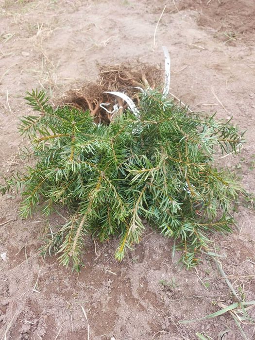 Puieti brad Abies grandis- calitate Premium- parfum intens de citrice