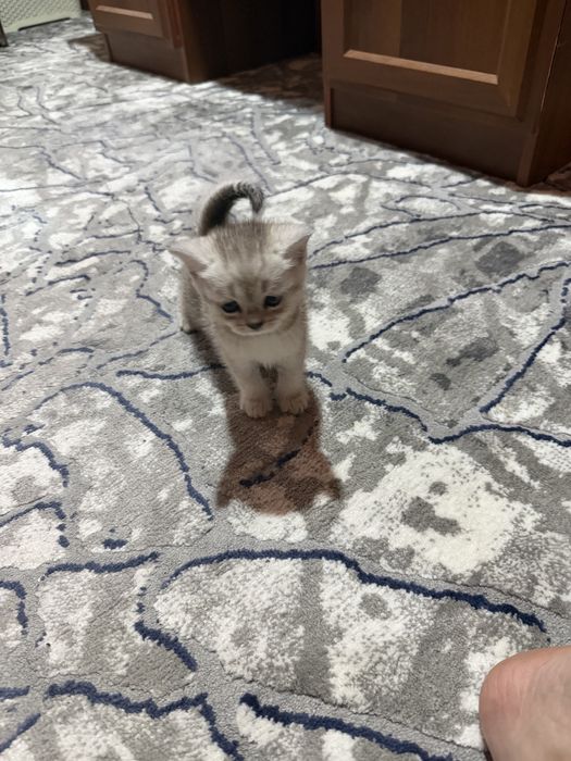 Кацата 1/5 месецов