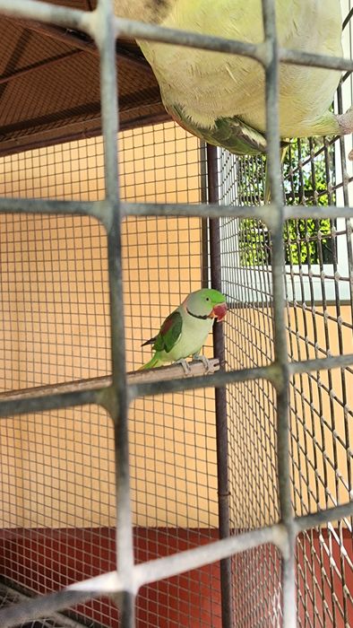 Александриские попугай пара