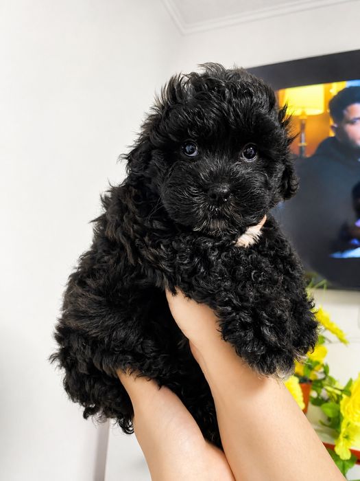 Caniche Poodle Mini Toy Vaccinați