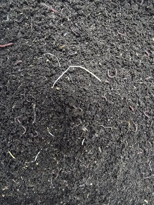 Коконы червя дендробена.