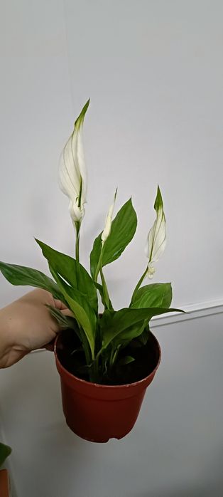 Женское счастье:2000 тенге