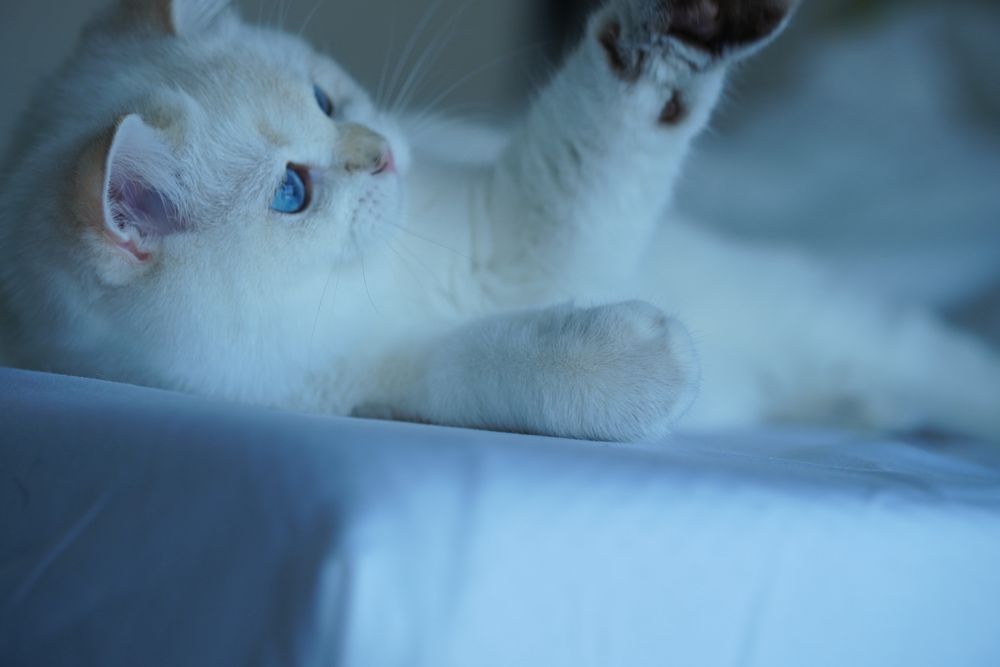 British Shorthair cu pedigree / Mascul