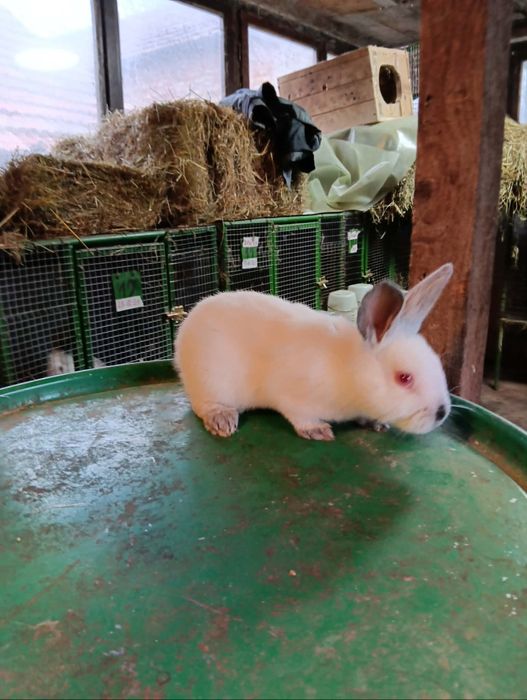 Продават се на различна възраст