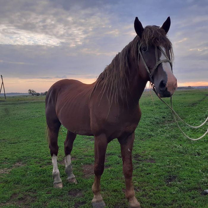 Продам жеребца тяжеловоз