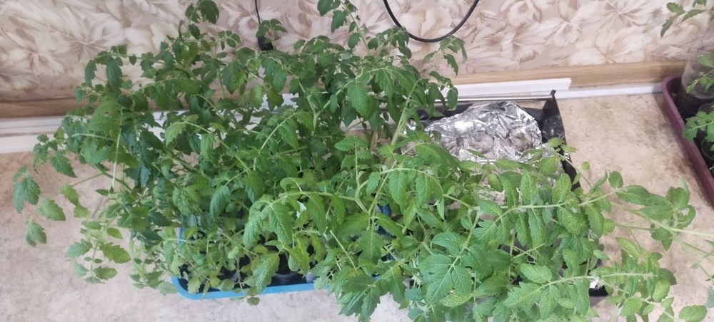 Продам рассаду помидор