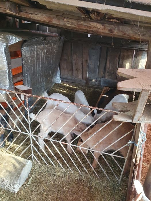 Capre  la prima și a doua fătare foarte bune e de lapte !