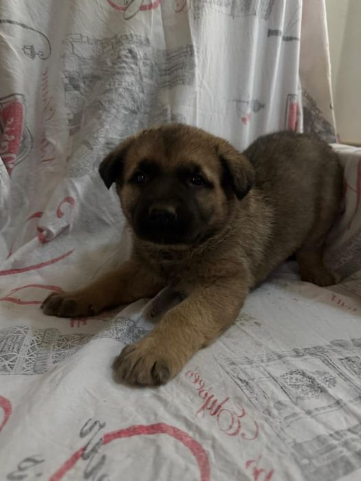 Щенки восточной европейской овчарки+ сенбернар